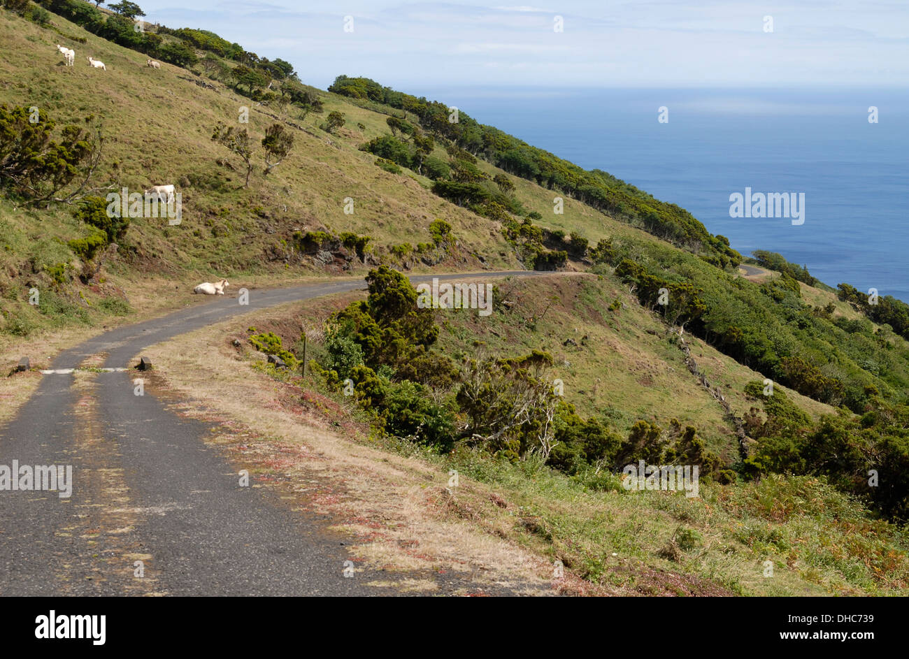 Campo pequeño camino desde las montañas hasta la Isla de Pico, Ribeiras, Azores, Portugal Foto de stock