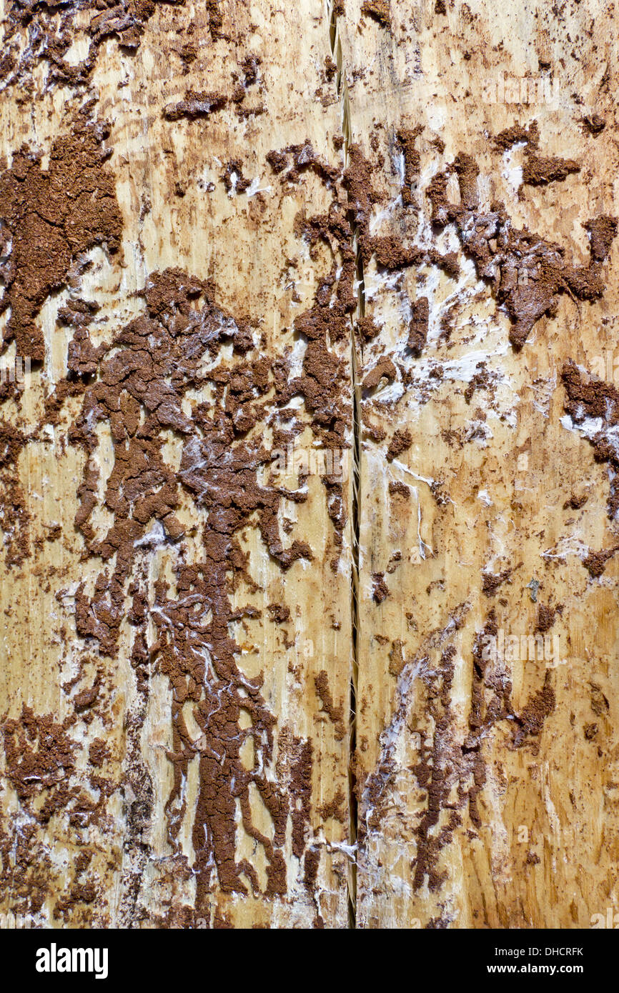 Las termitas resultado de trabajo Foto de stock