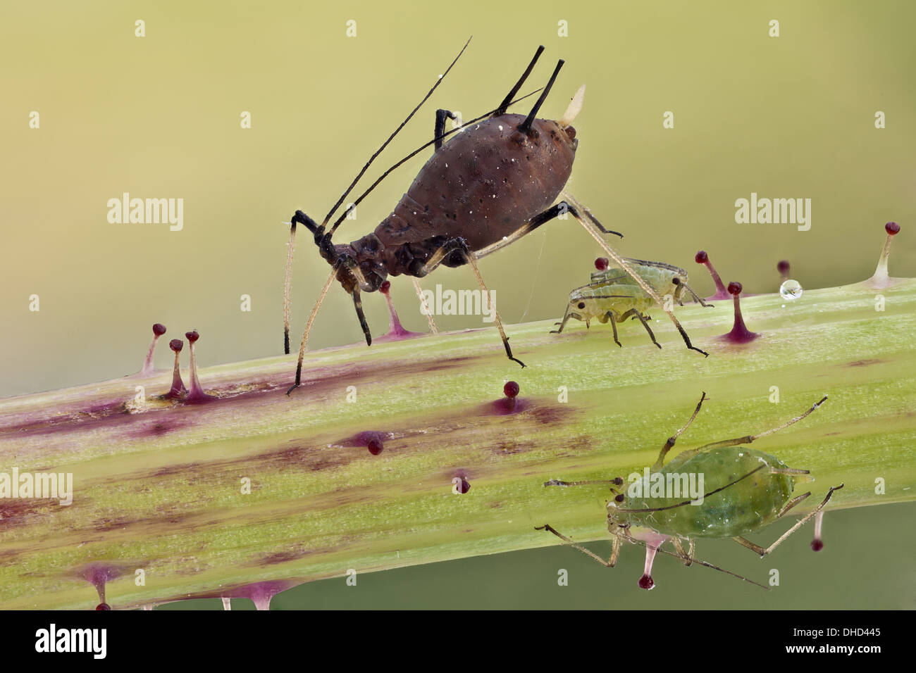 Imagen Macro De Insectos Fotos e Imágenes de stock Alamy