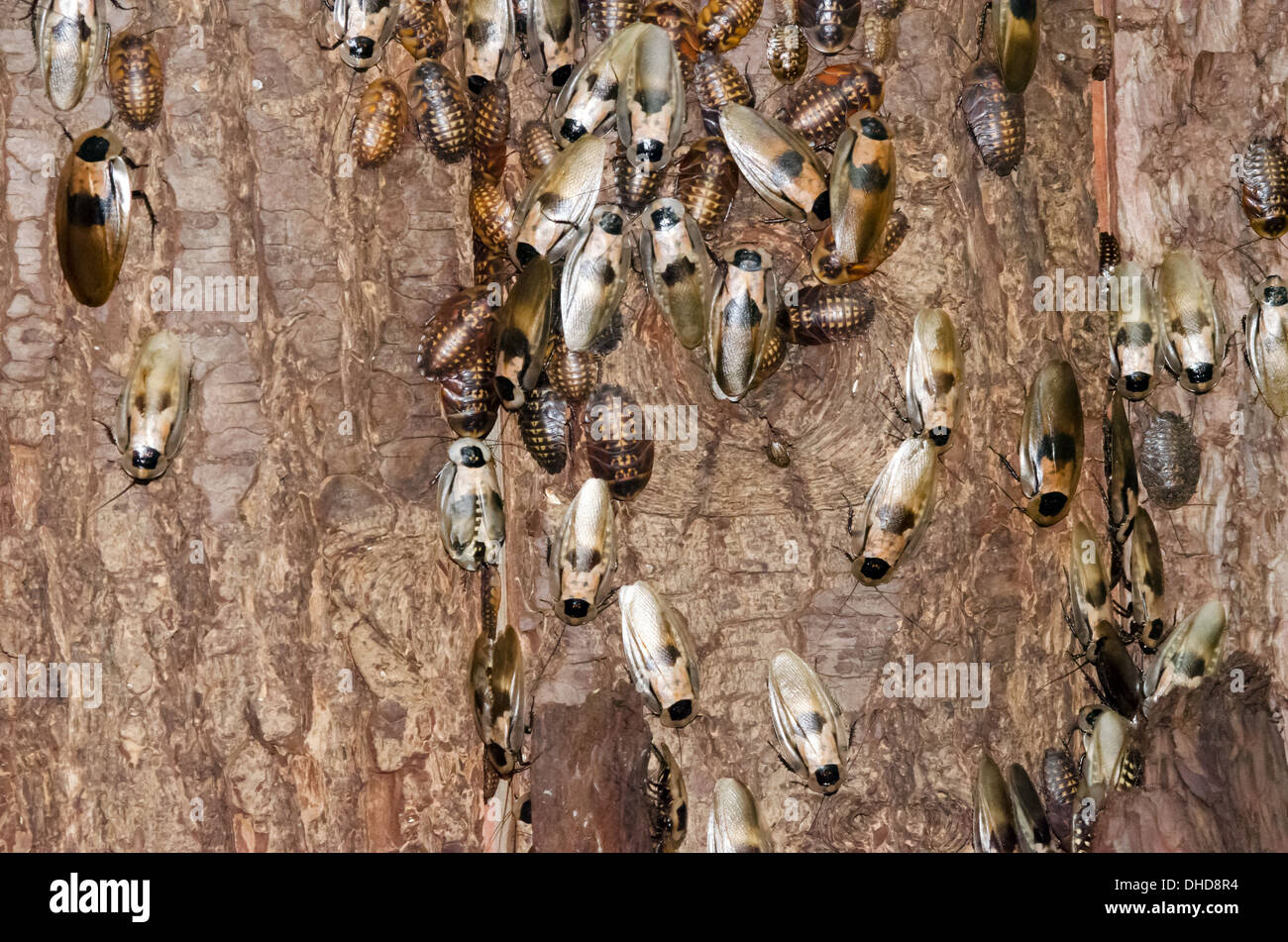 Cucarachas en corteza de árbol Foto de stock