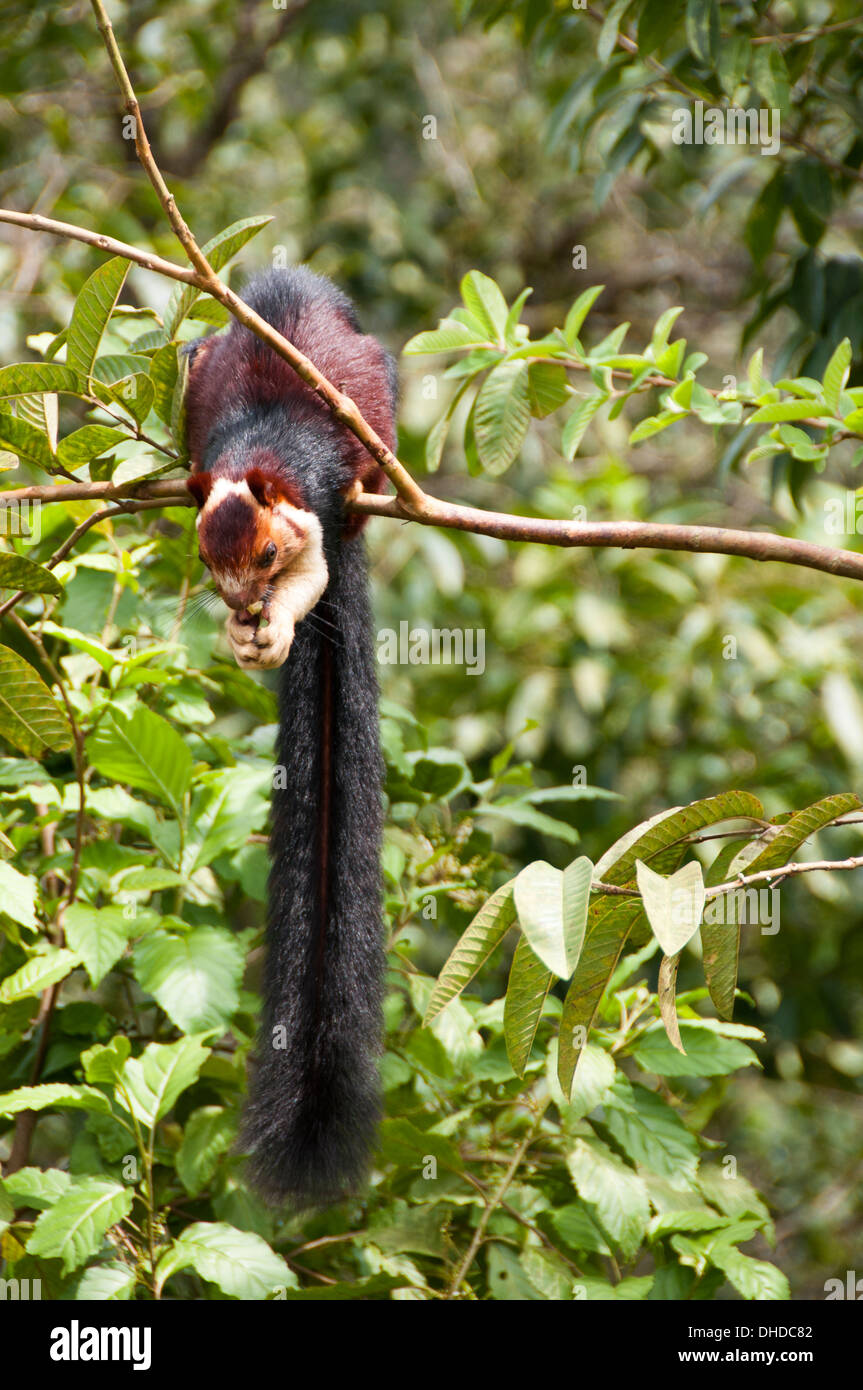 Indian Malabar ardilla gigante Foto de stock
