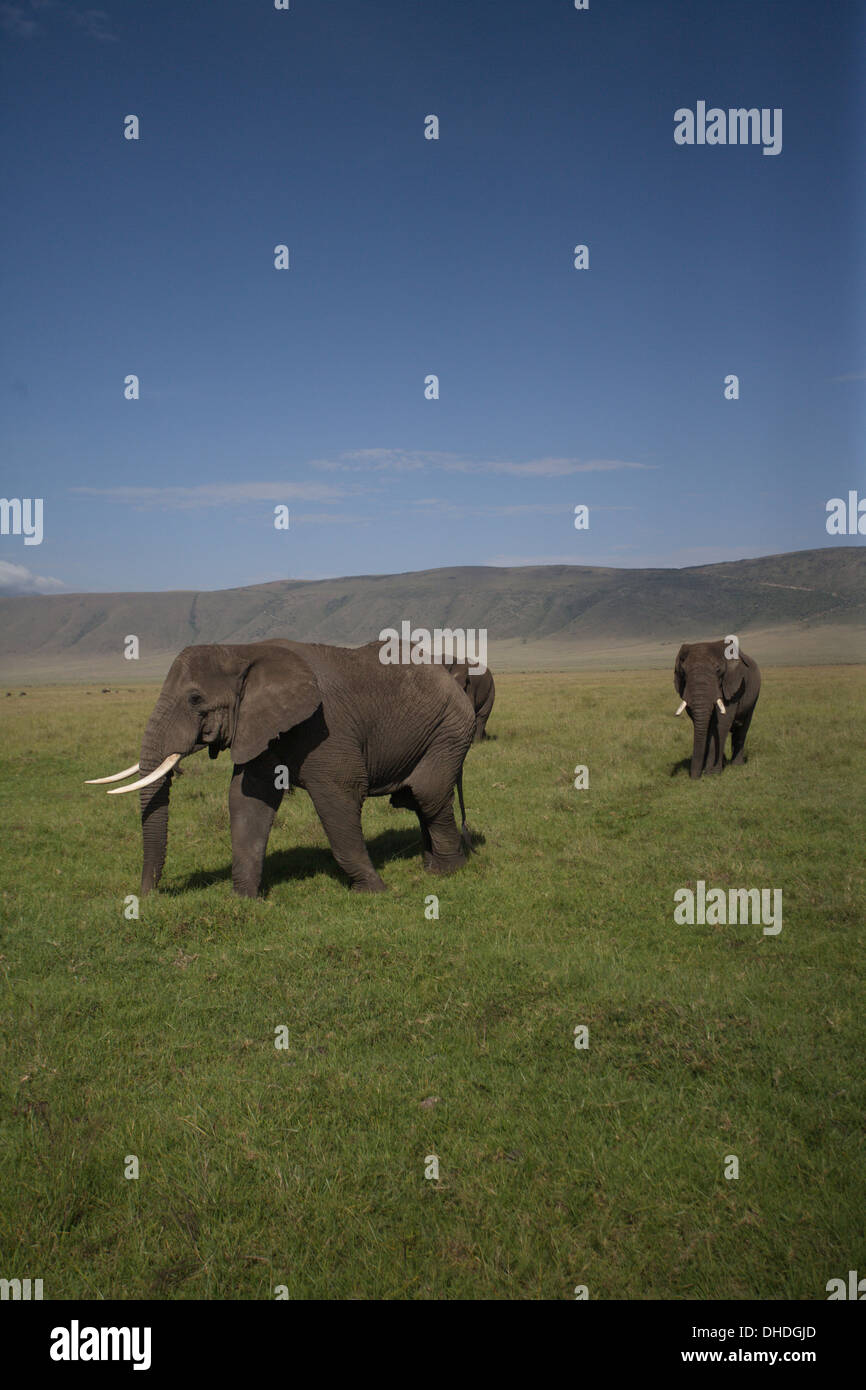 Los elefantes africanos que pastan en el cráter del Ngorongoro. Tanzania, África. Loxodonta africana spp. Gran Colmillo Tuskers caza furtiva. Foto de stock