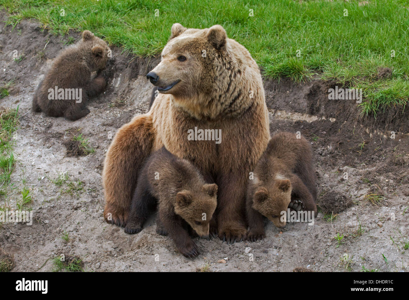 Euroasiática de oso pardo (Ursus arctos arctos) madre con tres cachorros Foto de stock