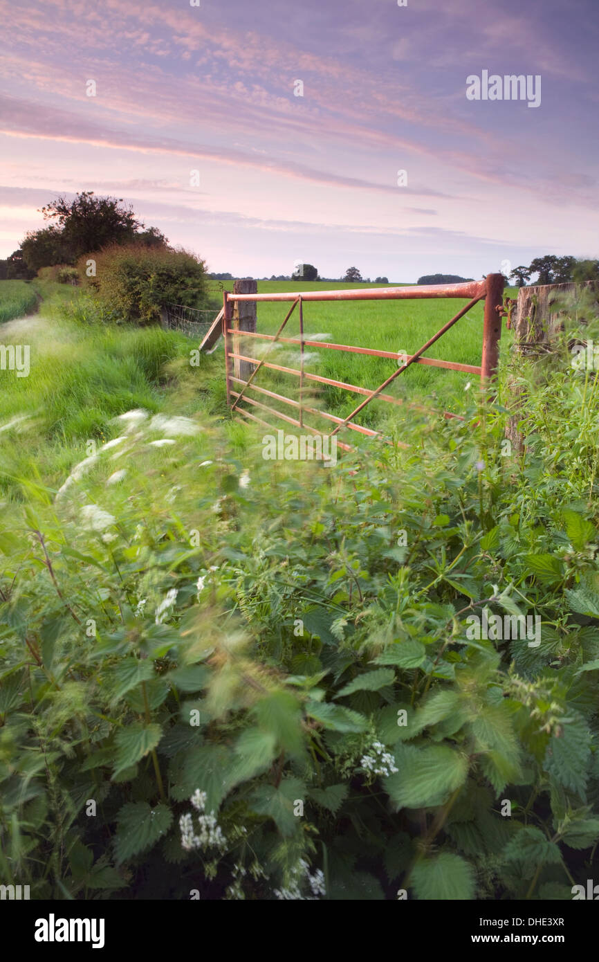 Una puerta de metal rojo en el borde de un campo está rodeado de flores y hierbas, perejil y la vaca comunes de ortigas. Foto de stock