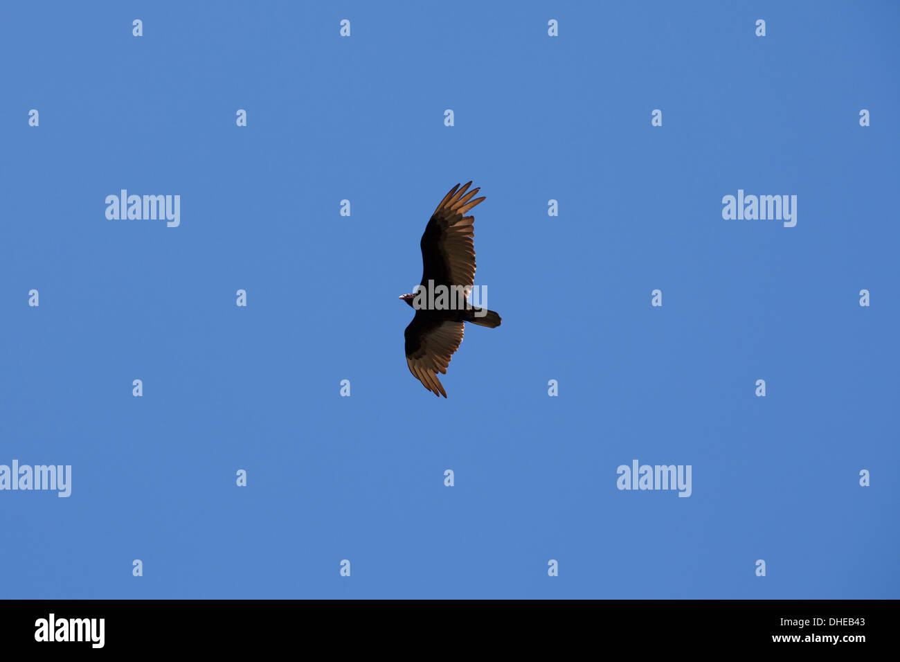 Turquía Buitre (Cathartes aura) en vuelo - California EE.UU. Foto de stock