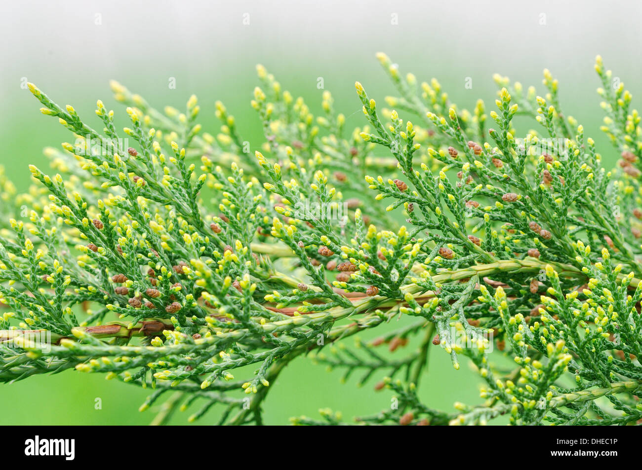 8.100+ Tuya árbol Fotografías de stock, fotos e imágenes libres de