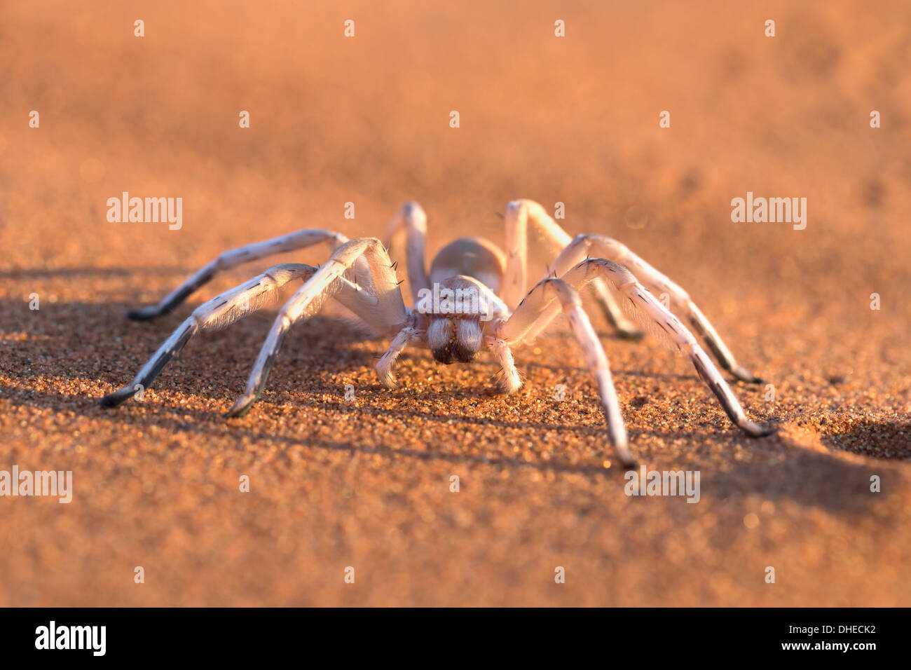 Bailando dama blanca araña (Leucorchestris arenicola), el desierto de Namib, Namibia, Africa Foto de stock