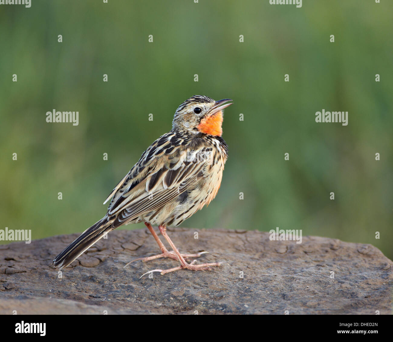 Rosy-breasted longclaw (rosa-throated Macronyx ameliae longclaw) (canto), el cráter del Ngorongoro, Tanzania, África oriental, África Foto de stock