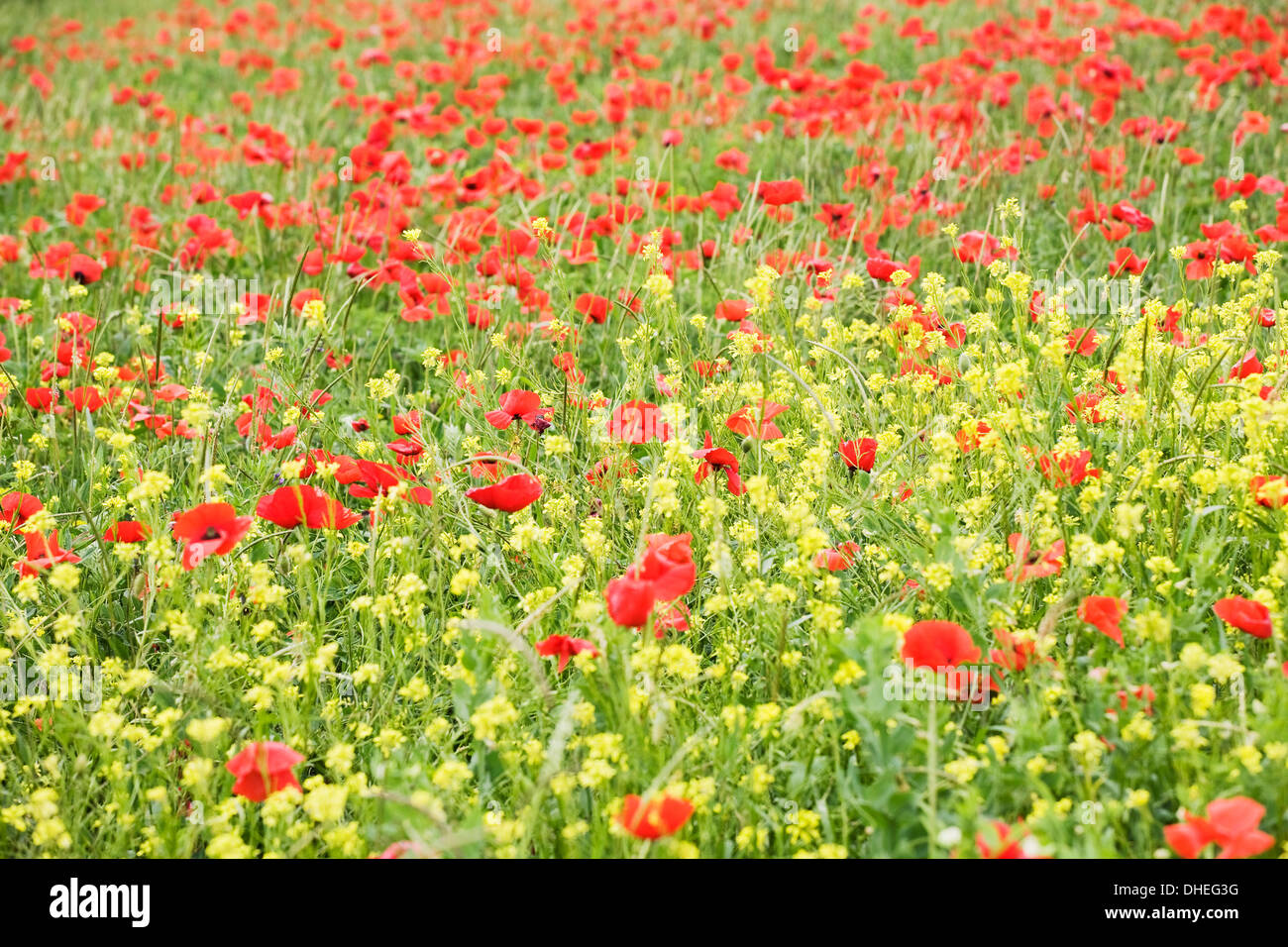 Campo de flores silvestres y amapolas, Val d'Orcia, en la provincia de Siena, Toscana, Italia, Europa Foto de stock