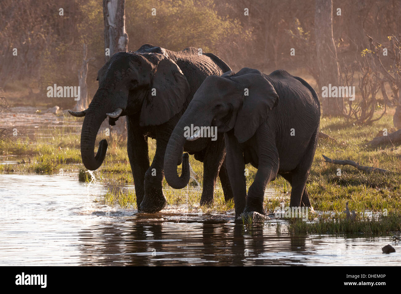 El elefante africano (Loxodonta africana), el delta del Okavango, Botswana, África Foto de stock