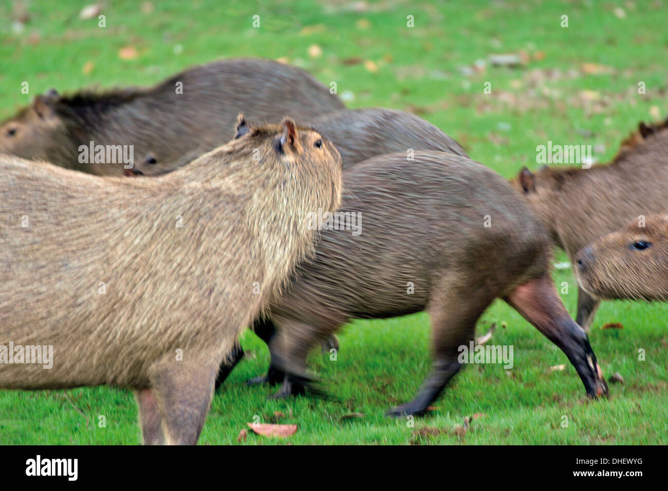 Brasil, el Pantanal: grupo de capibaras (Hydrochoerus hydrochaeris) ejecuta en pastizales Foto de stock