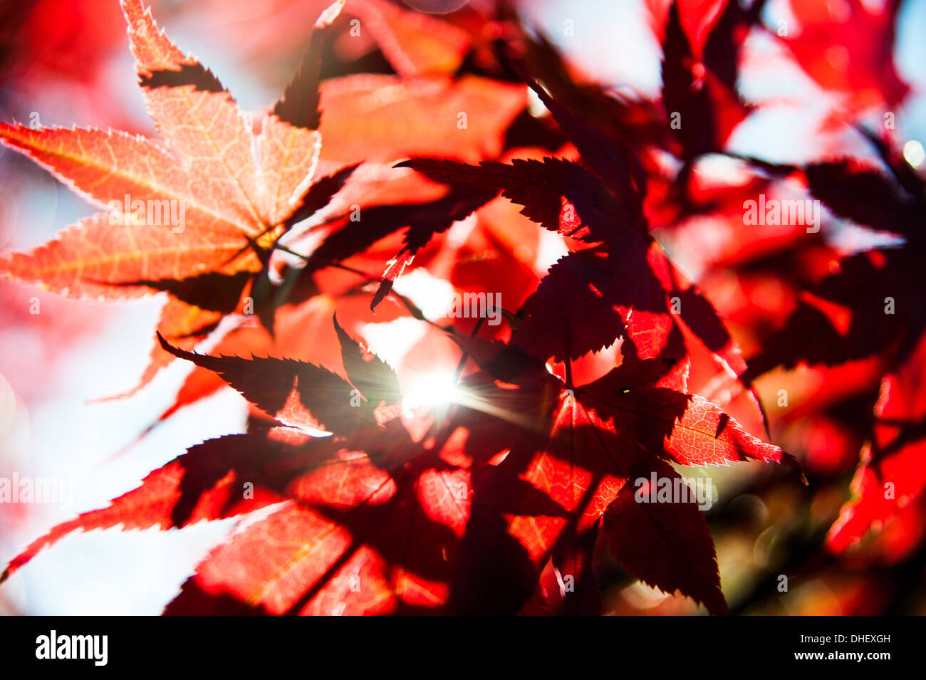 Los colores del otoño en un árbol de Acer de hojas rojas como están mirando  su mejor con los famosos árboles que muestran dorados y bronces en el sol  Fotografía de stock -