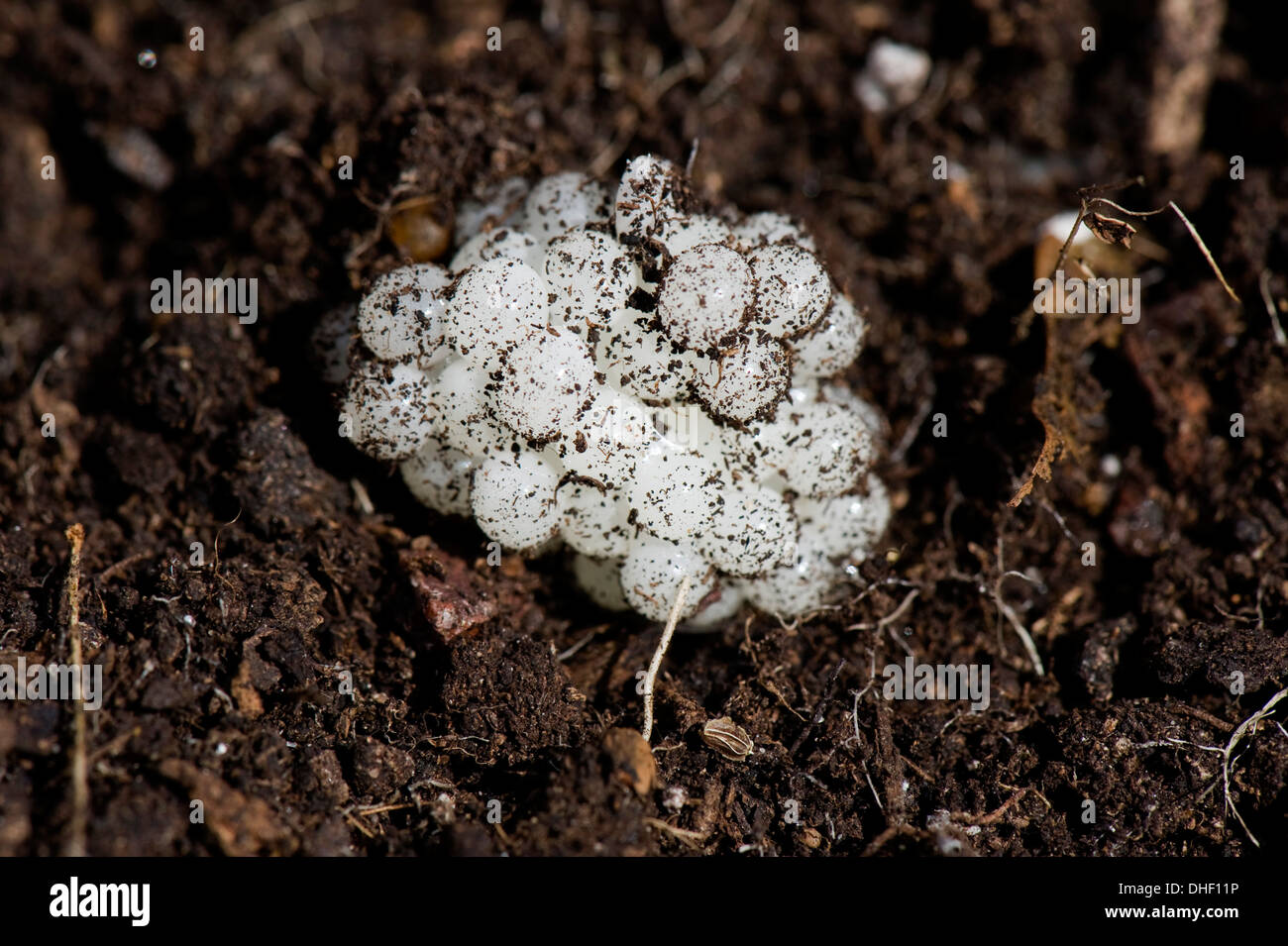 Los huevos de un jardín caracol Helix aspersa, en el suelo Foto de stock