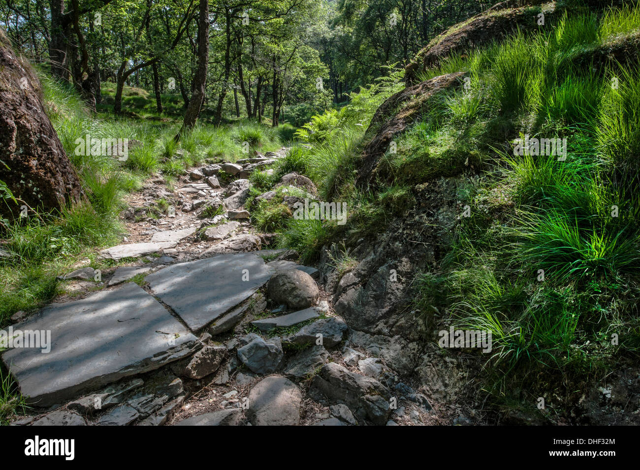 Ruta del bosque de rocas con hierba densa y helechos Foto de stock