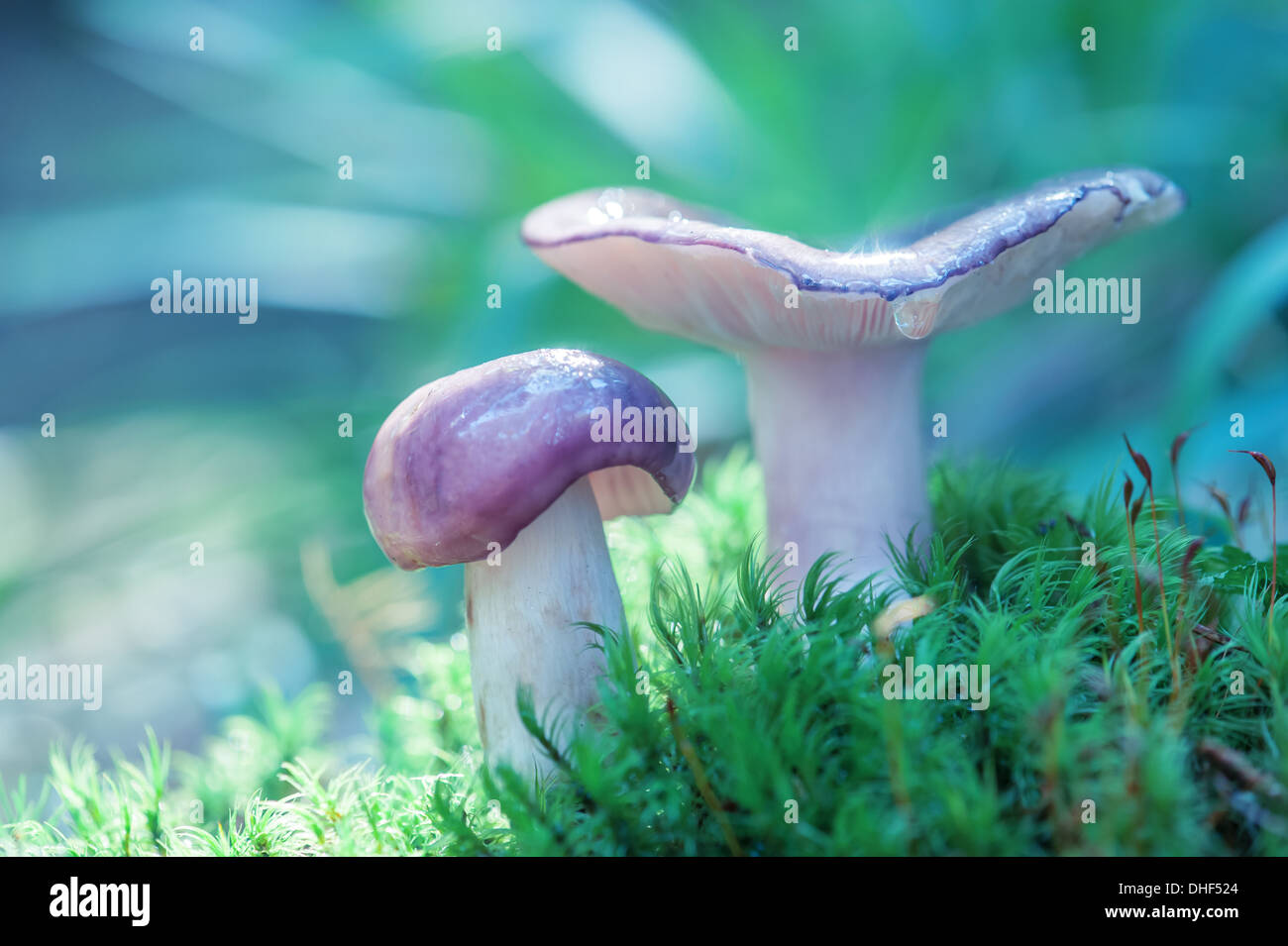 Las setas en bosque cercano arriba Foto de stock
