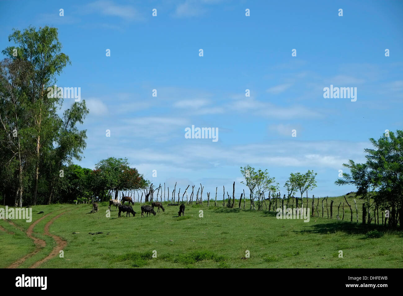 En un área rural en la Península de Azuero región República de Panamá Foto de stock