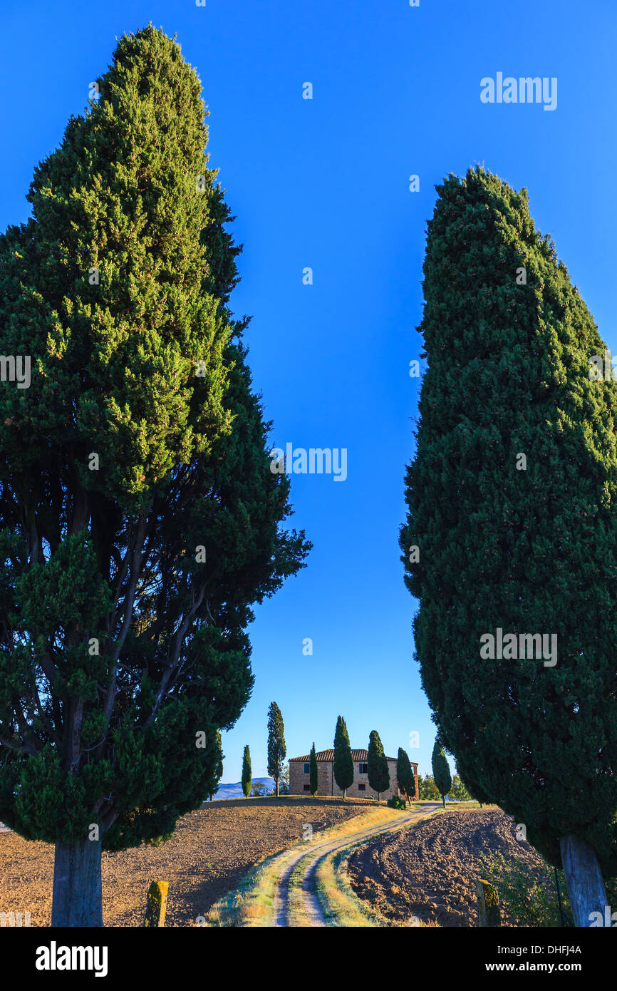 Casa con el famoso ciprés en el corazón de la Toscana, cerca de Pienza, Italia Foto de stock