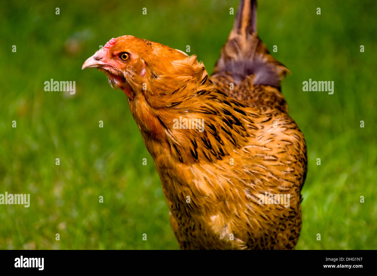 Pollo rojo urbano en Chicago. Foto de stock