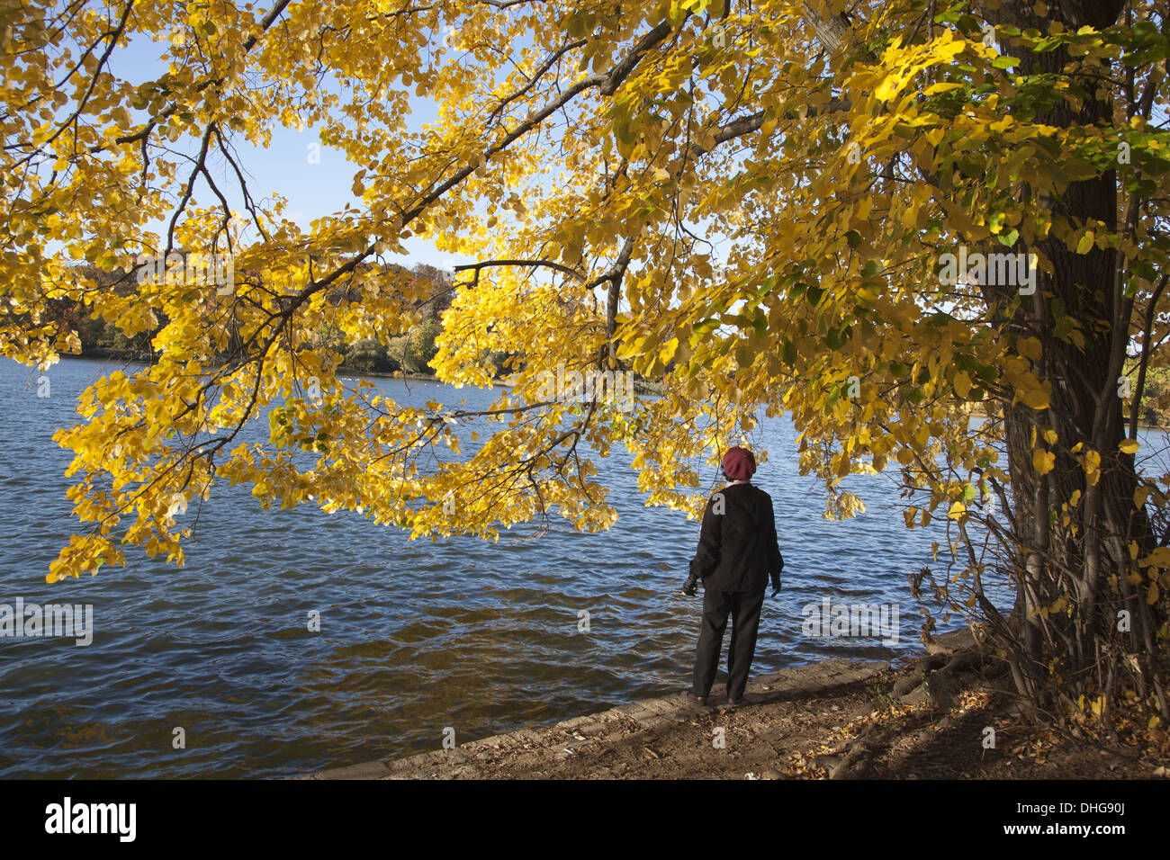 Colores de otoño en exhibición en Prospect Park, Brooklyn, Nueva York. Foto de stock