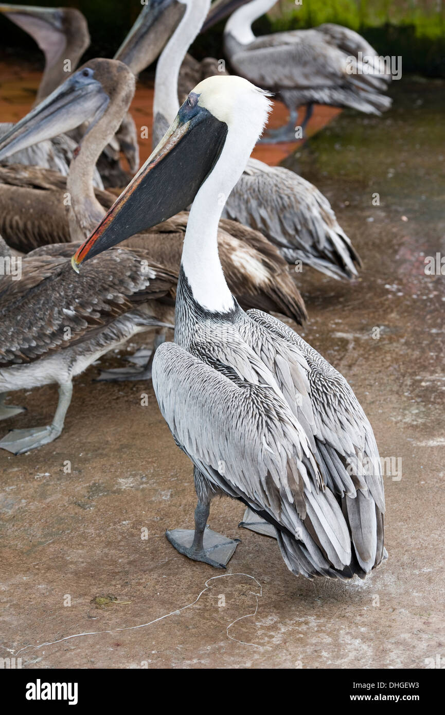 Pelican en Santa Cruz los mercados de pescado Foto de stock