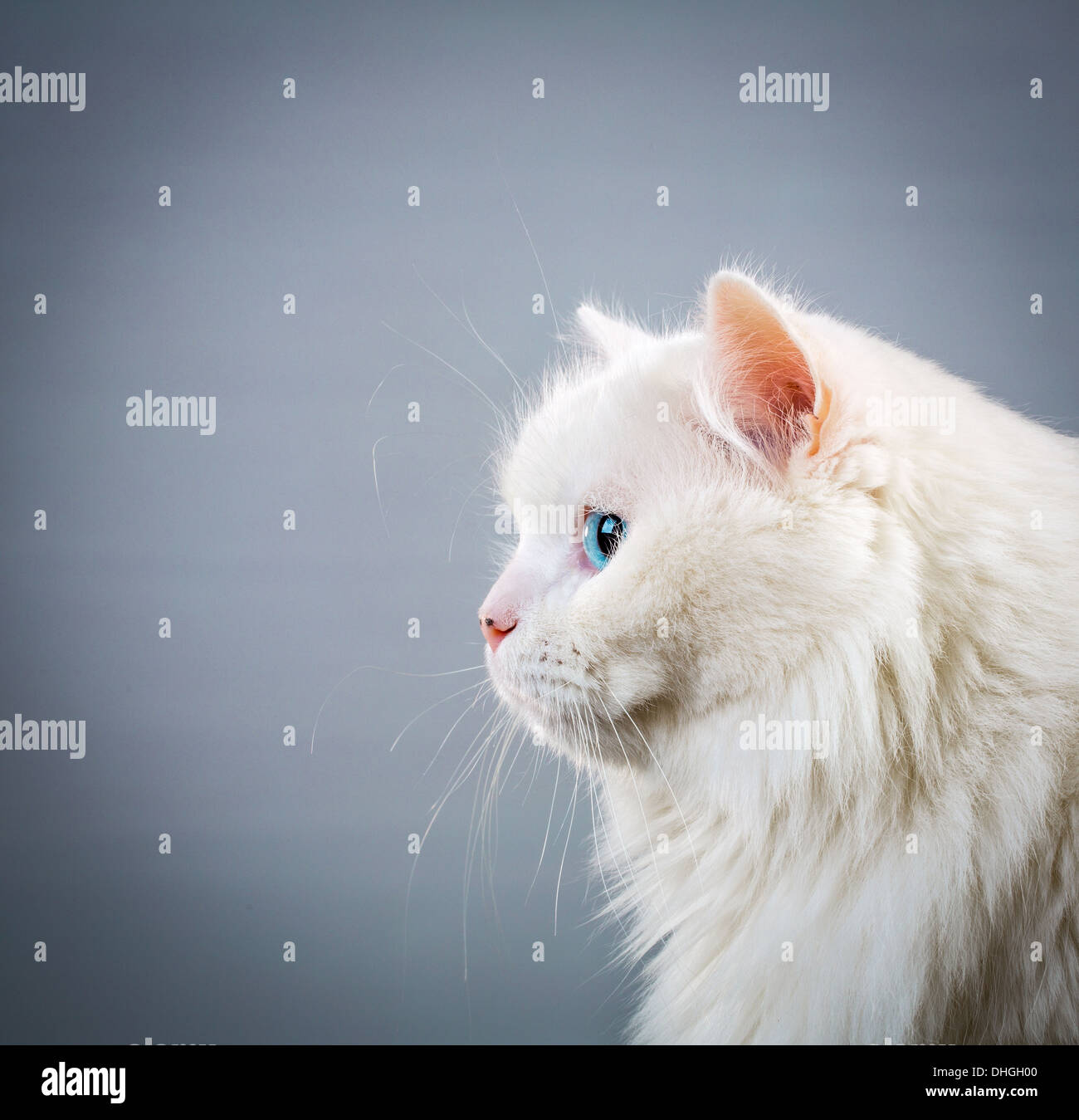 Retrato gato blanco sobre fondo gris Foto de stock