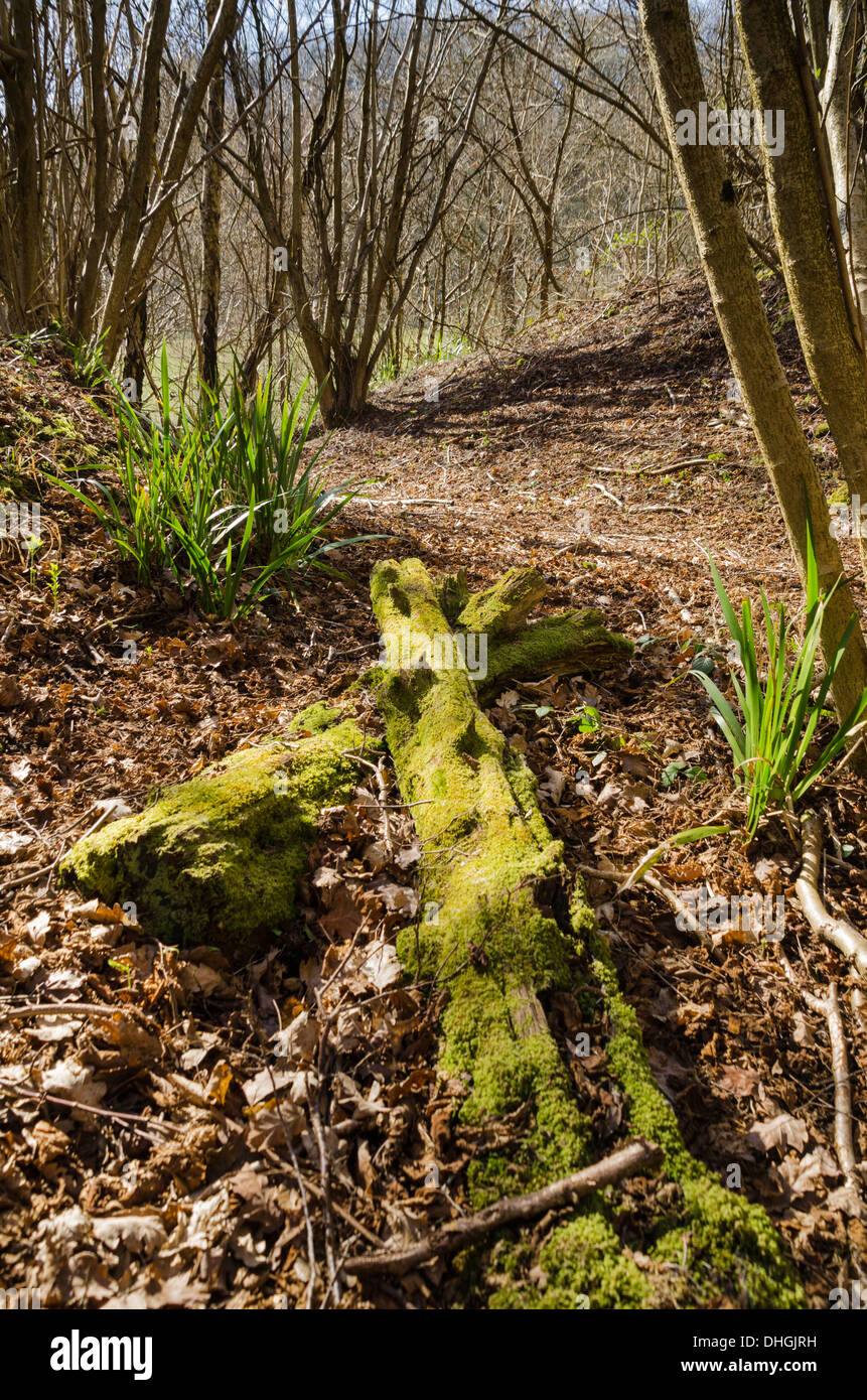 Tronco de árbol podrido en woodland piso Fownhope Herefordshire UK Foto de stock