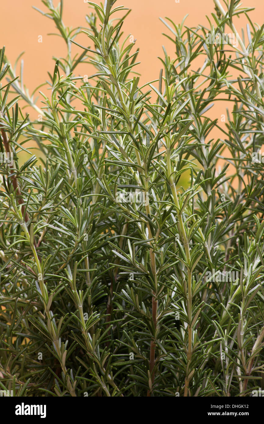 El romero (Rosmarinus officinalis) Planta en el jardín Foto de stock
