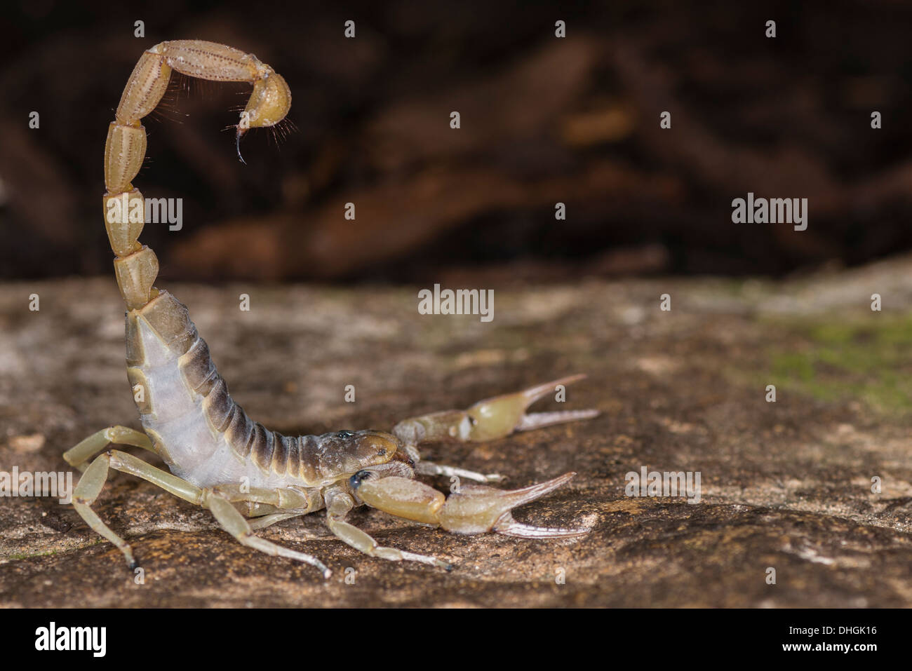 Un gigante Escorpión peludas en una actitud defensiva Foto de stock