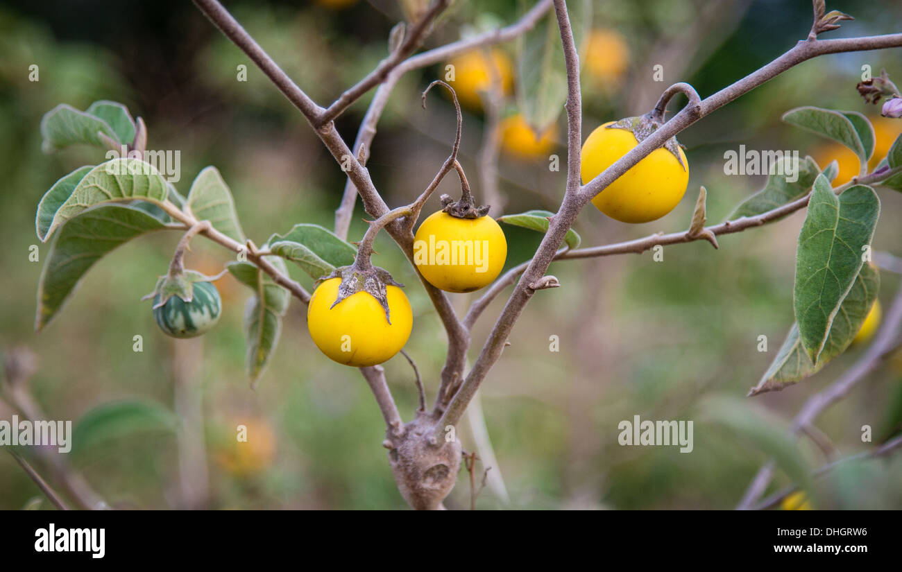 Amarillo caqui como frutos de un arbusto en un jardín de Kenia Foto de stock