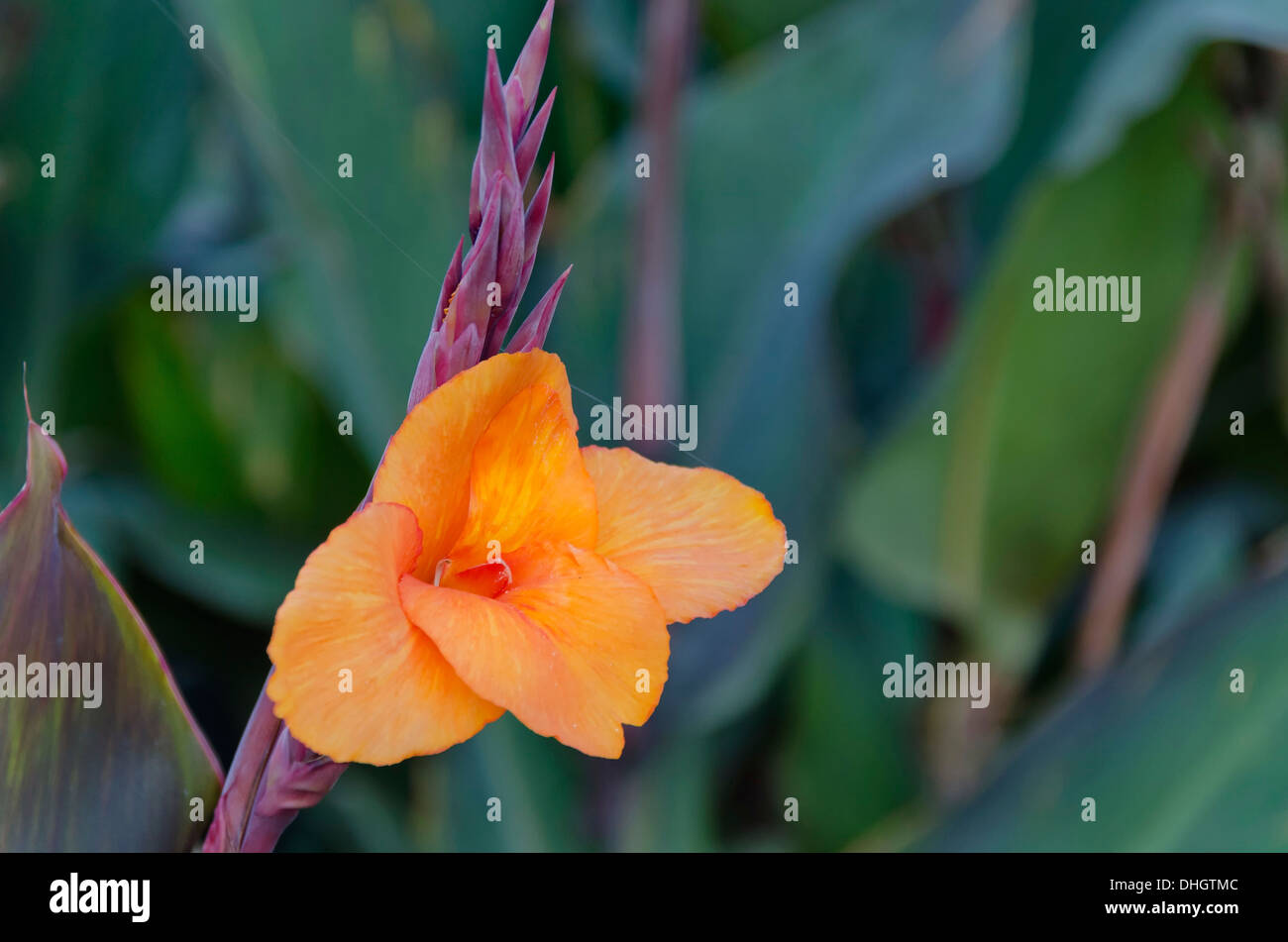 Canna radiante Lily Blossom en el jardín Foto de stock
