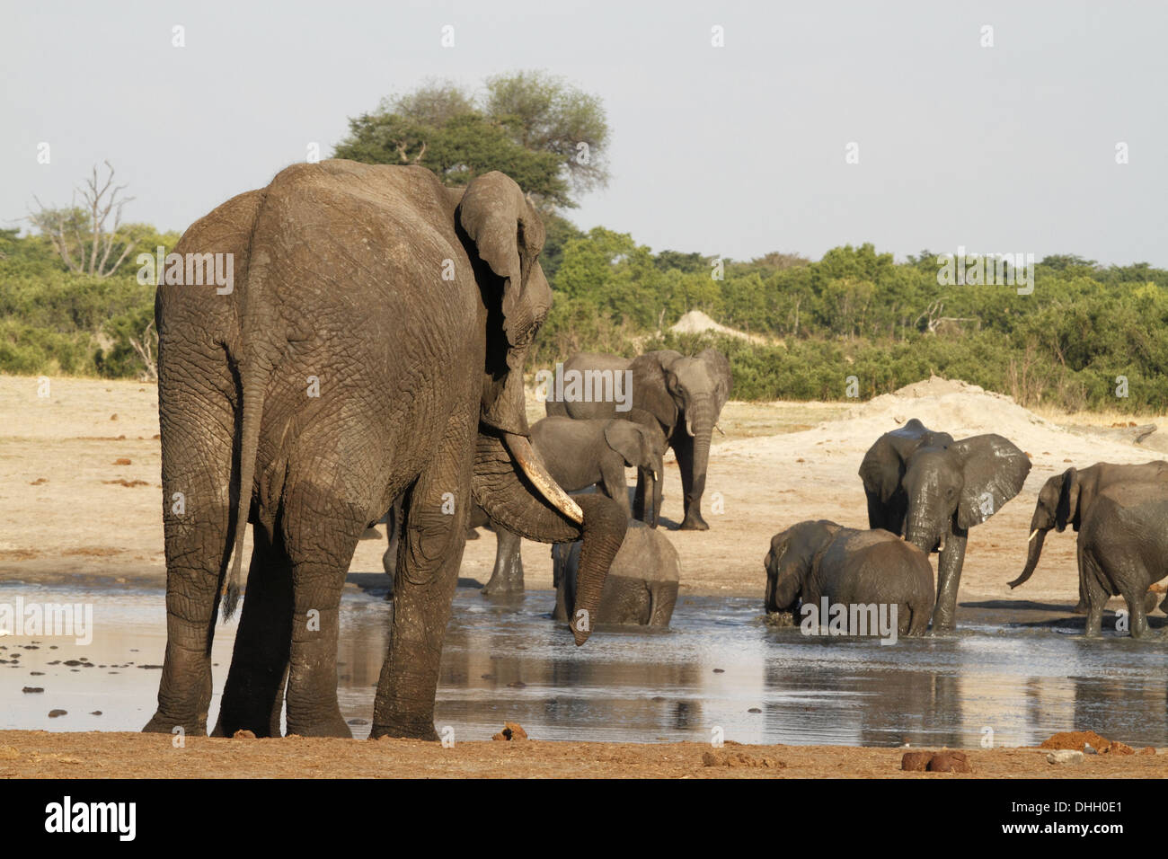 Los elefantes africanos, adulto, con el tronco apoyado sobre tusk Foto de stock
