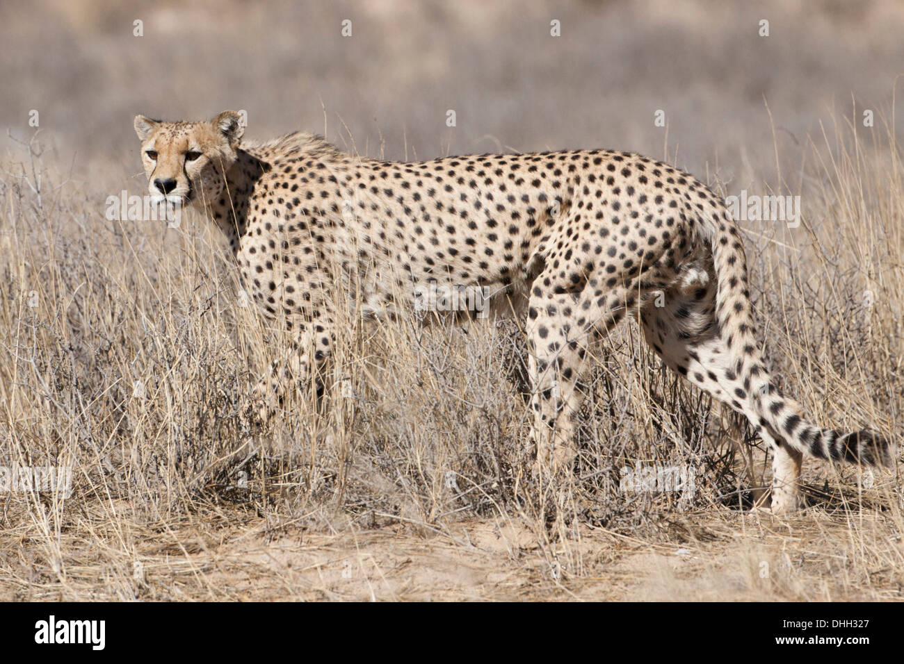 Cheetah macho caminando en el desierto de Kalahari Foto de stock