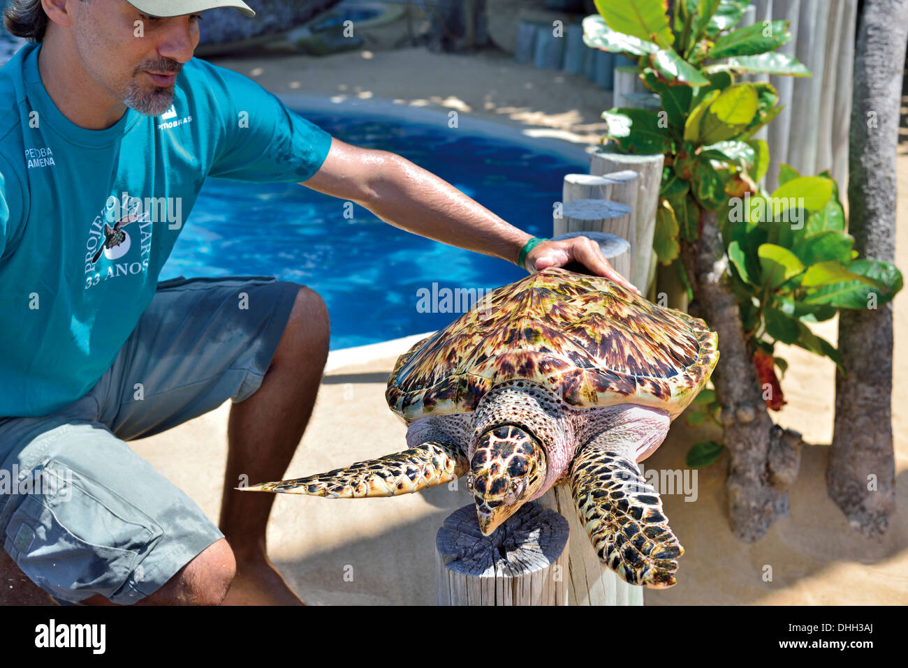 Brasil, Bahia: Manager Gonzalo Rostan muestra una tortuga carey (Eretmochelys imbricata) en el Proyecto Tamar en Praia do Forte Foto de stock