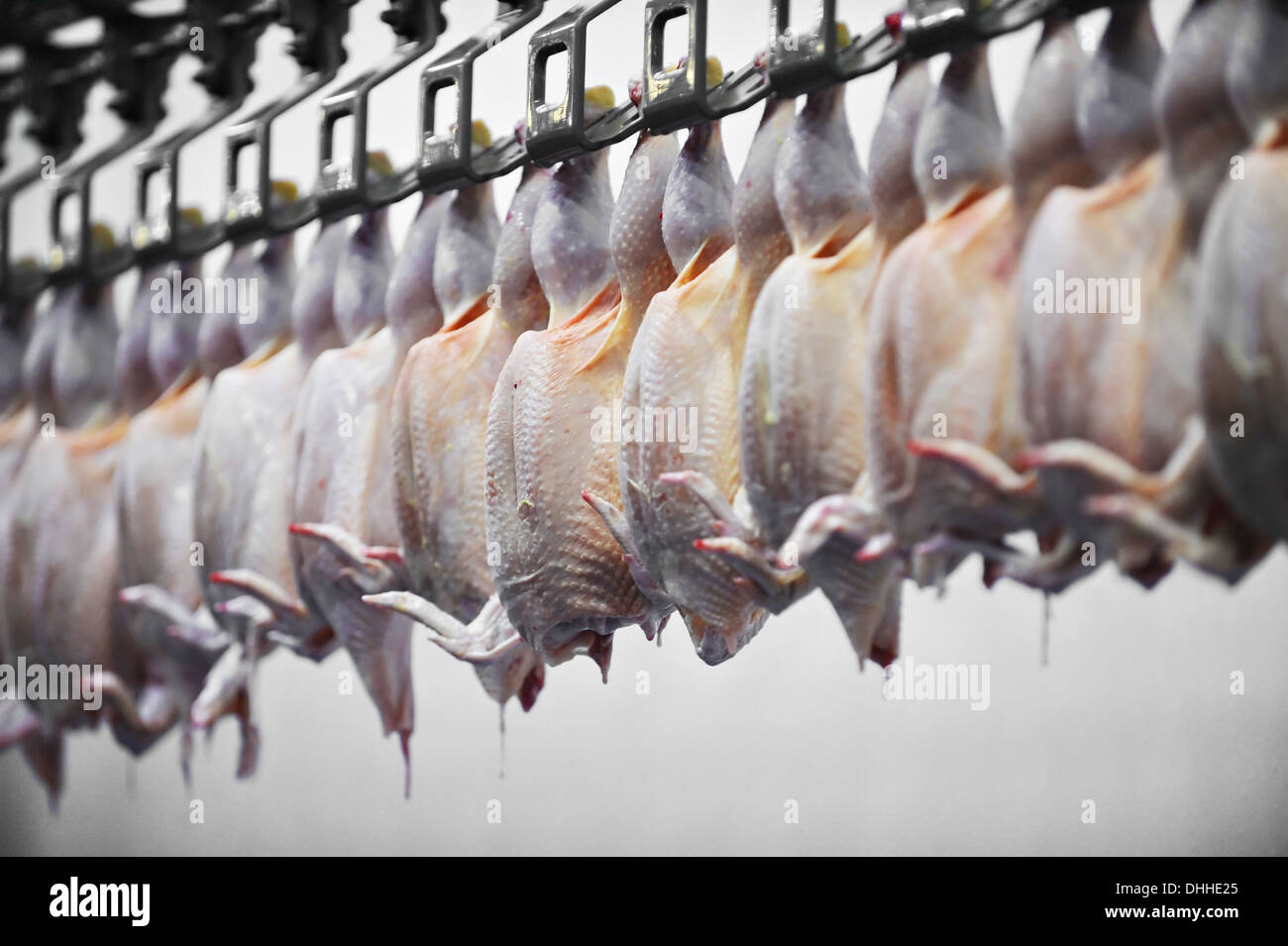 Detalle de la industria alimentaria con el procesamiento de carne de aves de corral Foto de stock