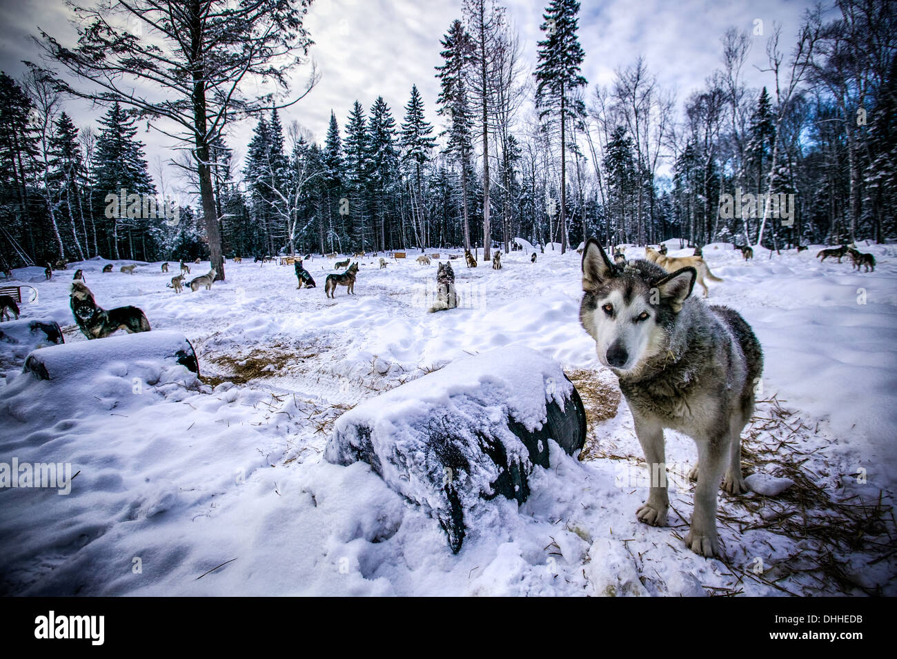 Retrato de lobo en la tala de bosques, Sacacomie, Quebec, Canadá Foto de stock