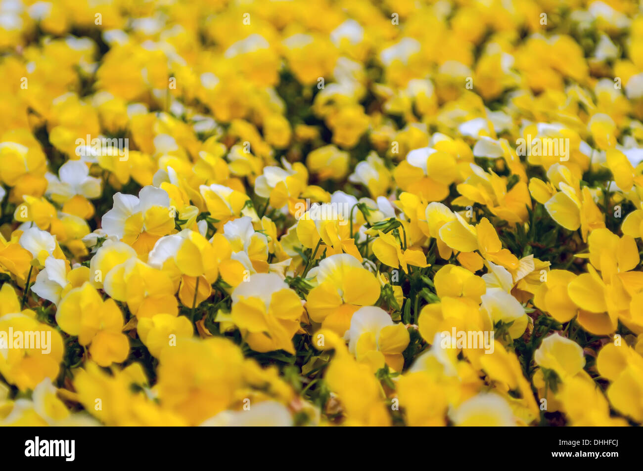 Amarillo Petunia florece en primavera brillantemente Foto de stock