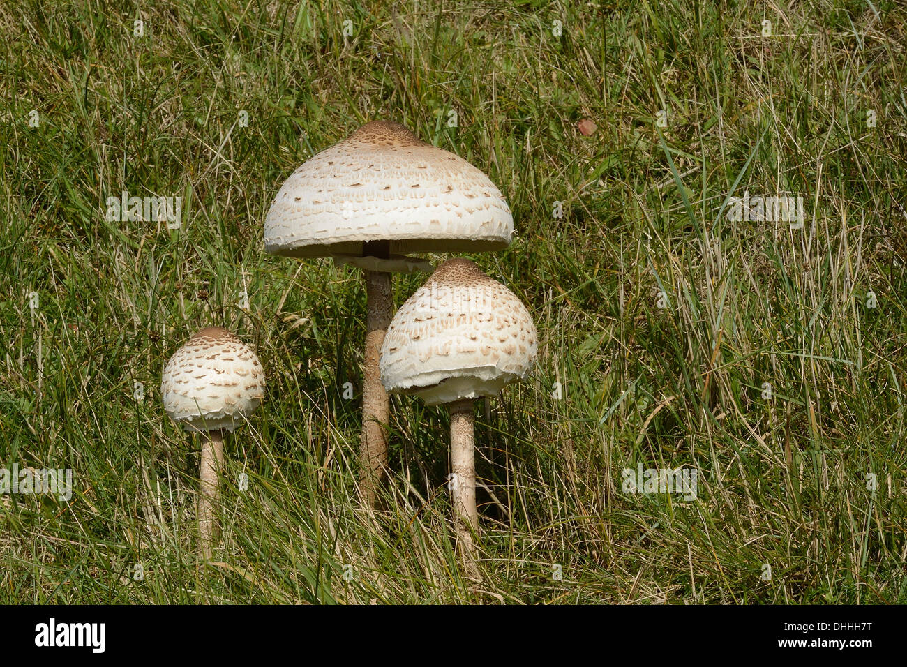Setas parasol (Macrolepiota procera), hongos comestibles, Rømø, Dinamarca Foto de stock