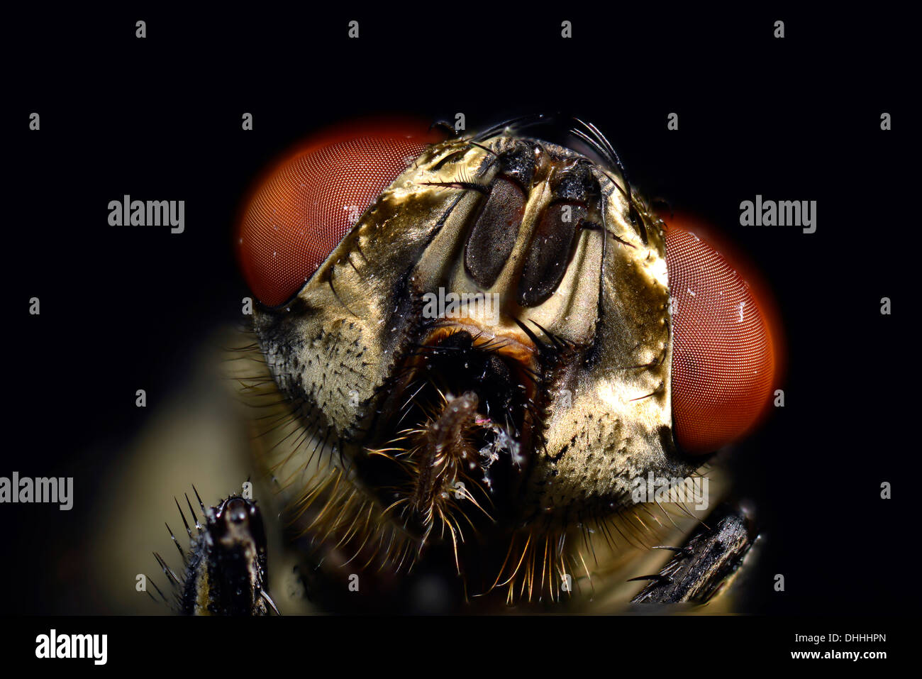 Los ojos compuestos, cabeza, común mosca común (Musca domestica), extreme close-up, Baden-Württemberg, Alemania Foto de stock