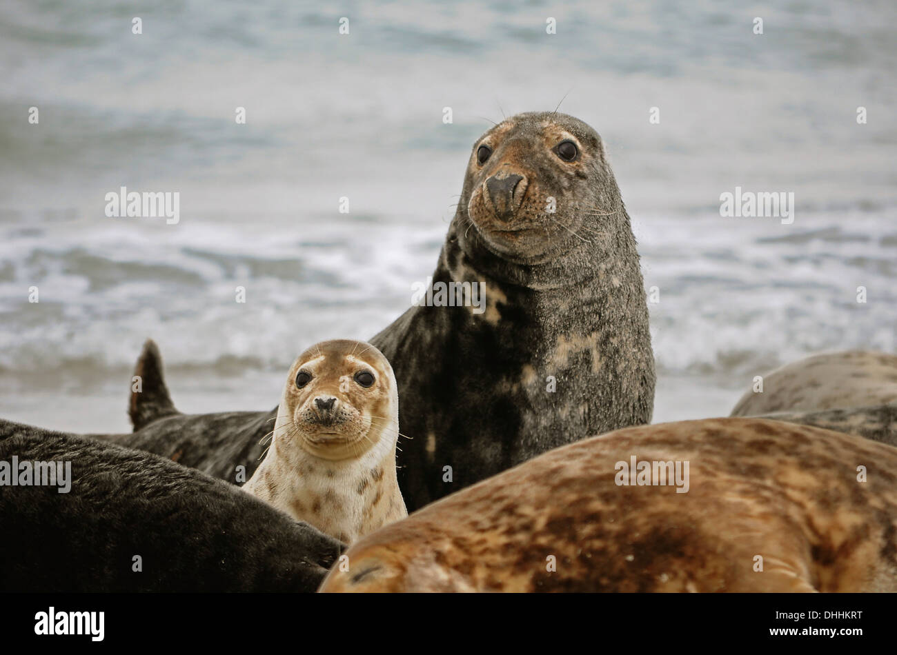 Las focas grises (Halichoerus grypus), macho con el PUP Düne isla Helgoland, Schleswig-Holstein, Alemania Foto de stock