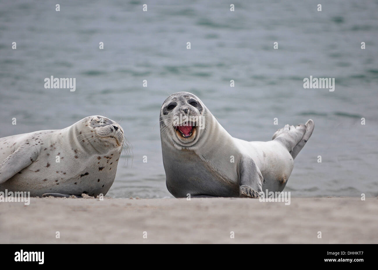 Dos focas comunes (Phoca vitulina) en la playa, uno con la boca abierta, Düne isla Helgoland, Schleswig-Holstein, Alemania Foto de stock