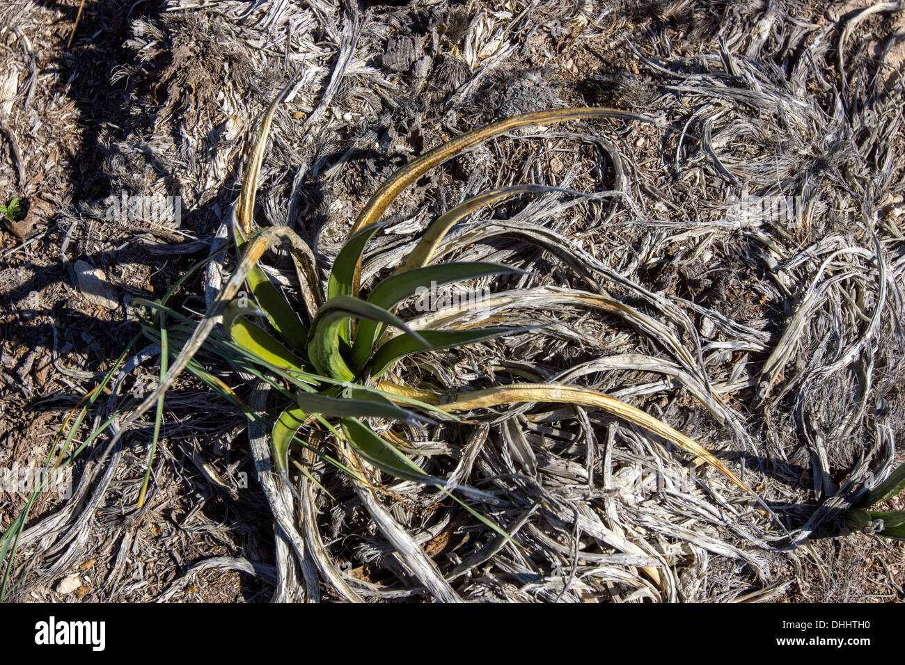 A los muertos y moribundos agave lechuguilla cactus en el lejano oeste de Texas, en la región de Big Bend, en el extremo norte del desierto Chiahuhuan. Foto de stock
