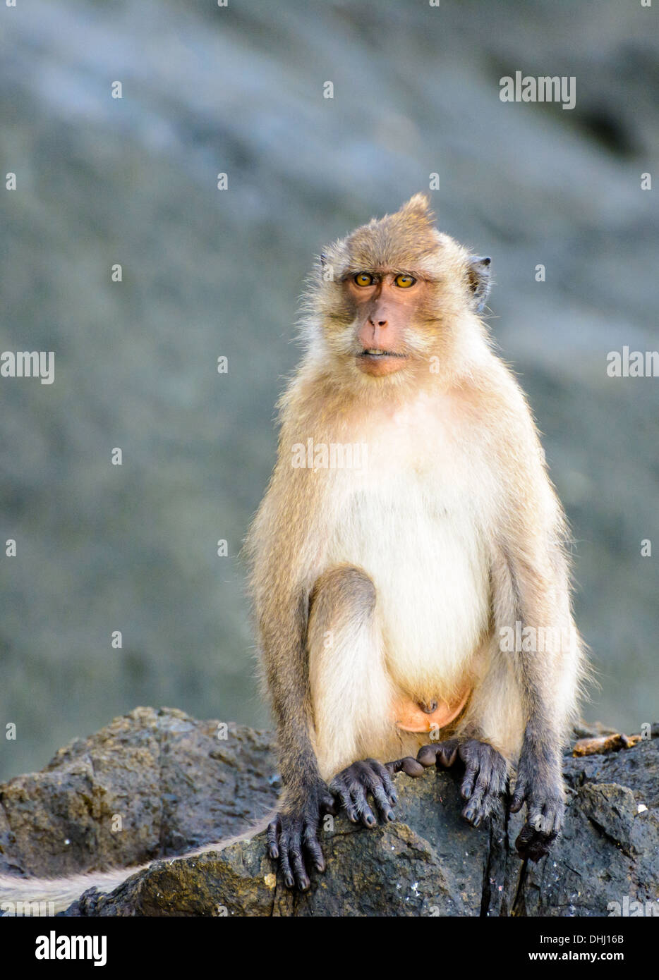 Mono en una roca Foto de stock