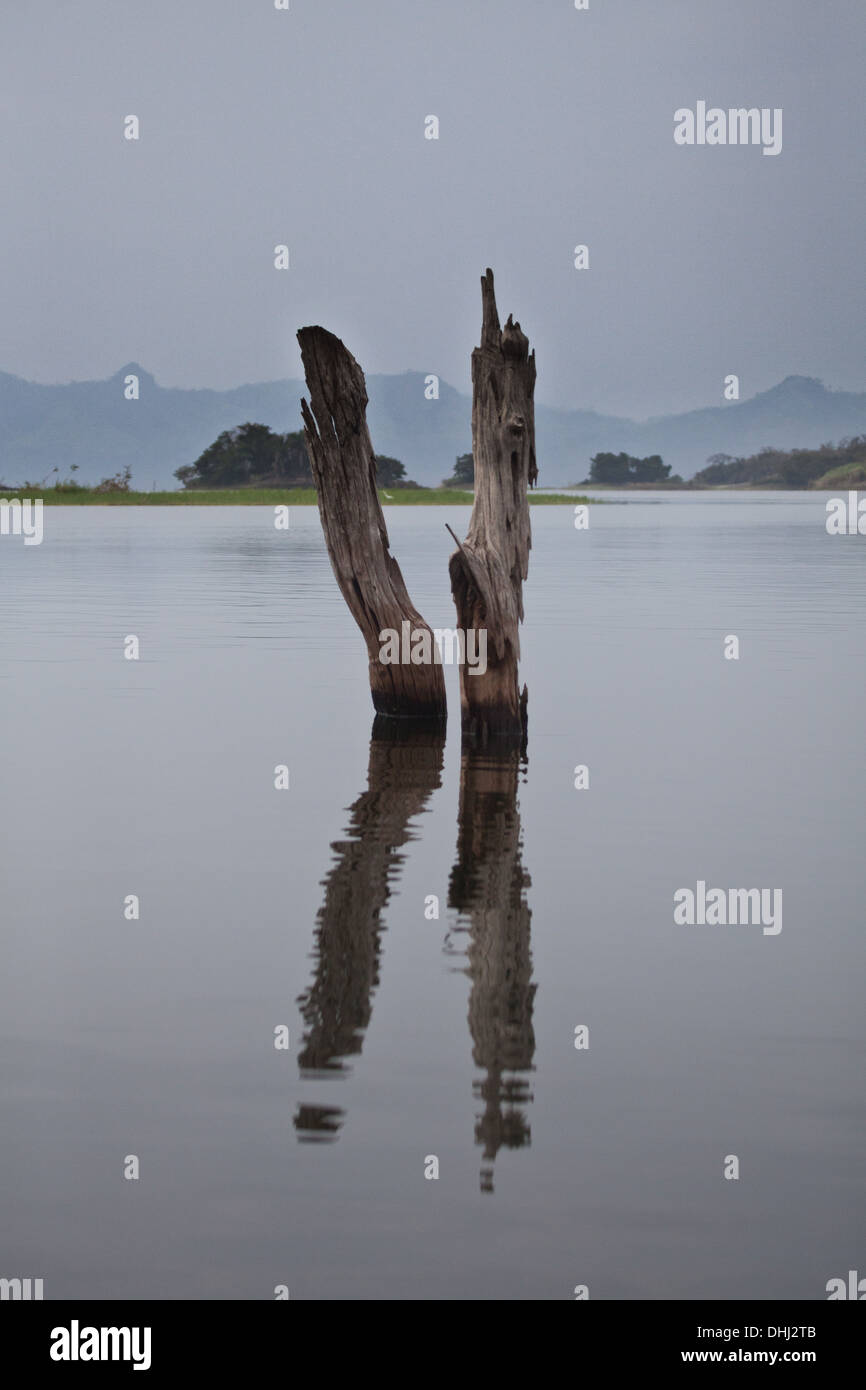 Los troncos de los árboles en el Lago Bayano, un lago artificial, provincia de Panamá, República de Panamá. Foto de stock