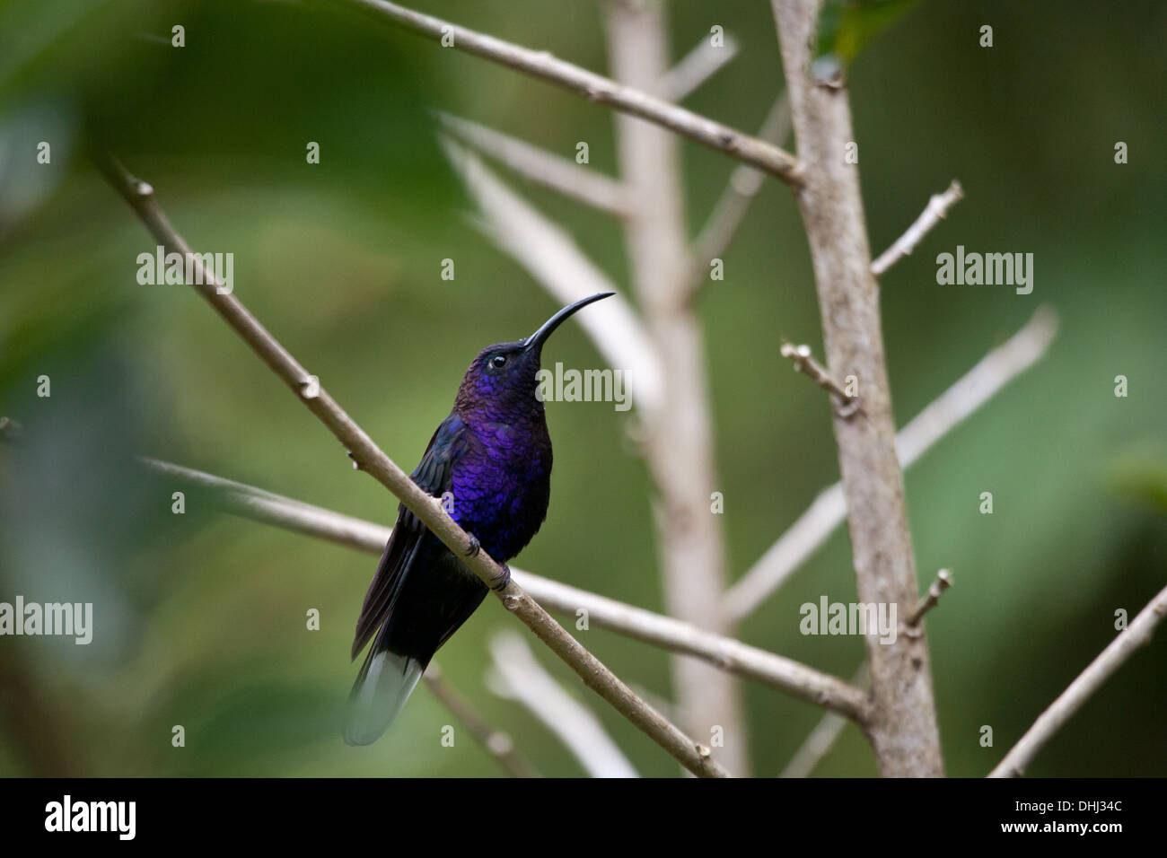 Violet Sabrewing hummingbird, Campylopterus hemileucurus, cerca de Cerro Punta en la provincia de Chiriquí, República de Panamá. Foto de stock