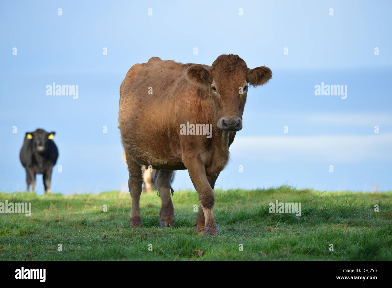 Una sola vaca se mueve para echar un vistazo más de cerca, mientras que otra vaca negra queda atrás, mirando con cautela. Foto de stock