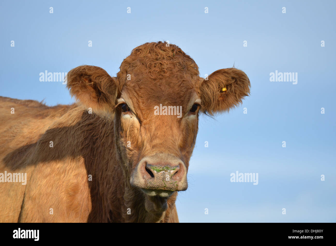 Vaca mirando sospechosamente en la cámara Foto de stock