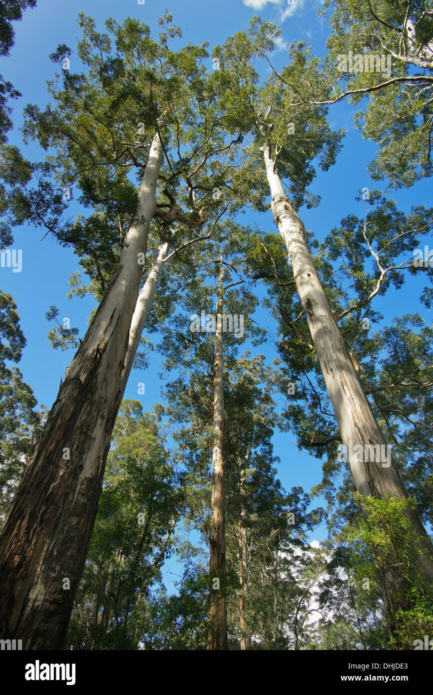 Karri gigantes árboles de eucalipto (Eucalyptus diversicolor) Gran Árbol Grove, hasta 90 metros de altura, cerca de Northcliffe, Australia Occidental Foto de stock