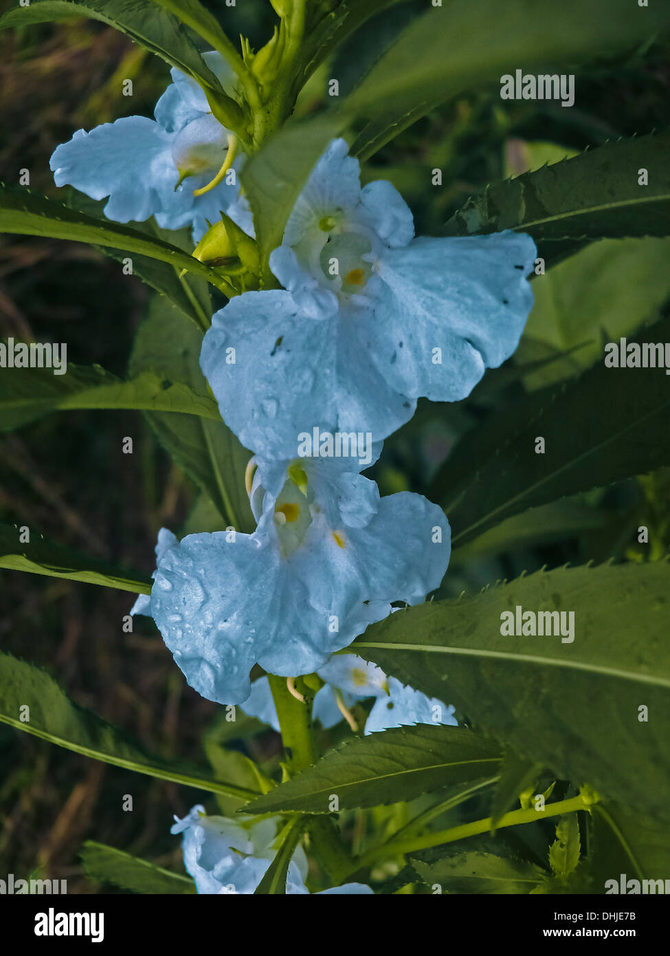 Impatient flowers fotografías e imágenes de alta resolución - Alamy