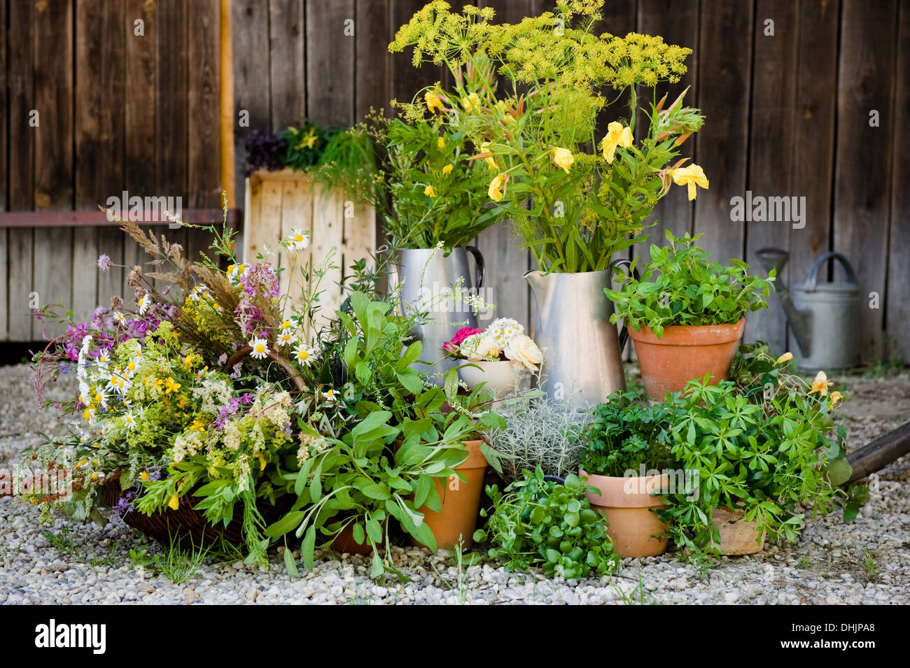 Homegrown hierbas y hierbas silvestres, herbaje, en un jardín, Homegrown Foto de stock