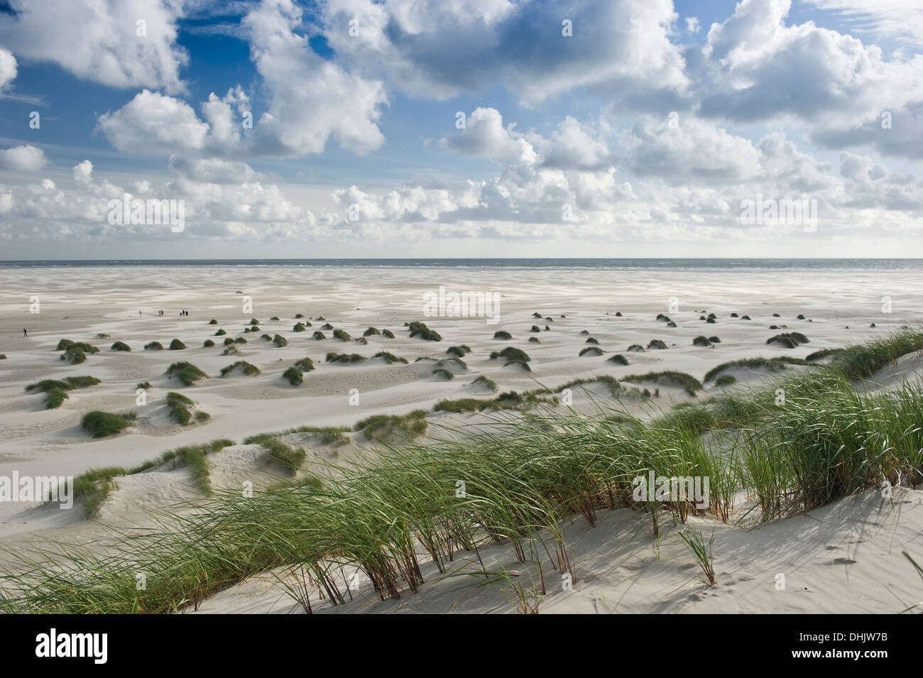 Playa y restinga cerca Wittduen, Amrum, Islas de Frisia septentrional, Schleswig-Holstein, Alemania Foto de stock